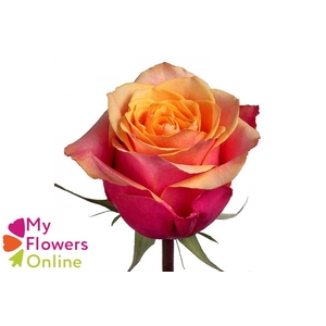 R Gr Cherry Brandy Orange 50cm EC