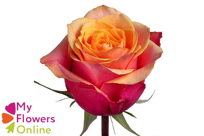 <h4>R Gr Cherry Brandy Orange 60cm EC</h4>