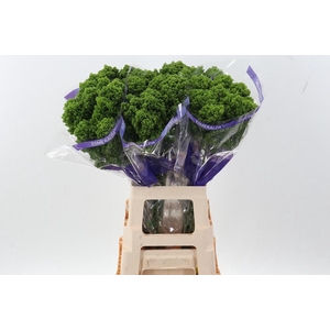 Trach Jade Green 70cm