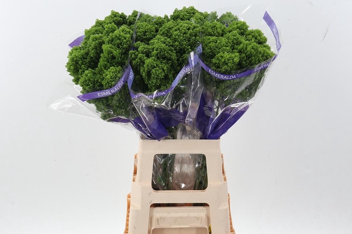<h4>Trach Jade Green 70cm</h4>
