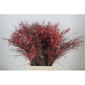 Ginster 300gr Rood Pbs