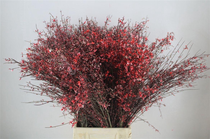 <h4>Ginster 300gr Rood Pbs</h4>