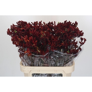 Anigozanthos Early Spring