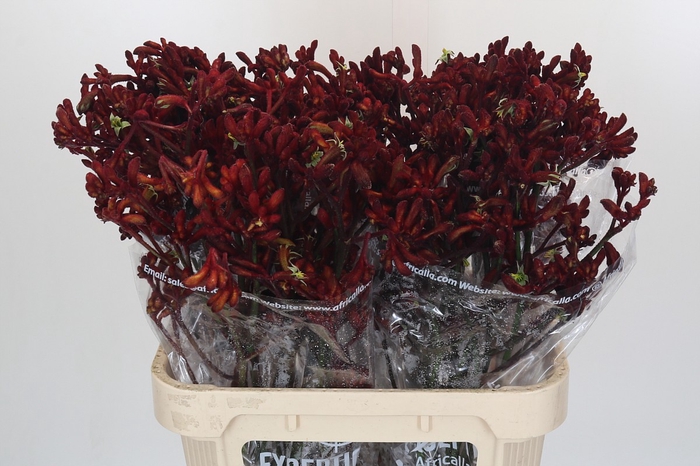 Anigozanthos Early Spring