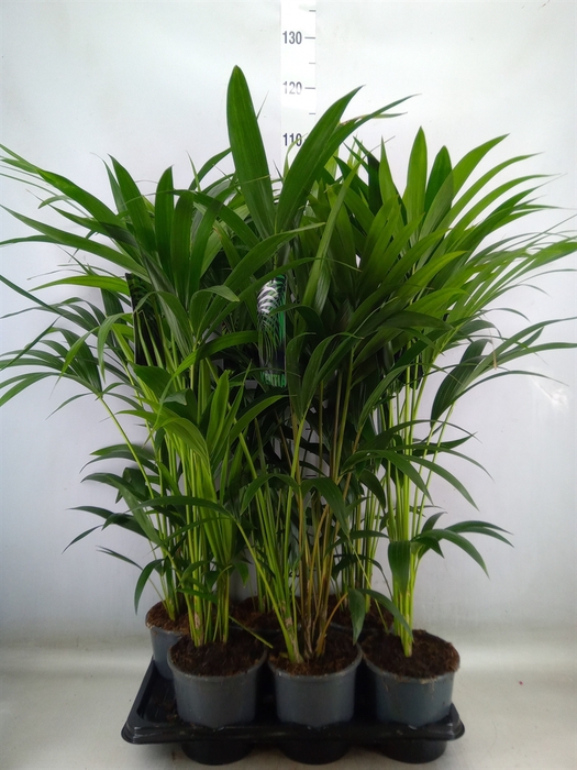 <h4>Howea forsteriana</h4>