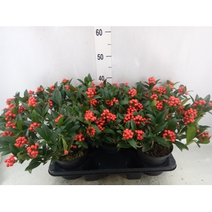 Skimmia jap. 'OBerries Red'