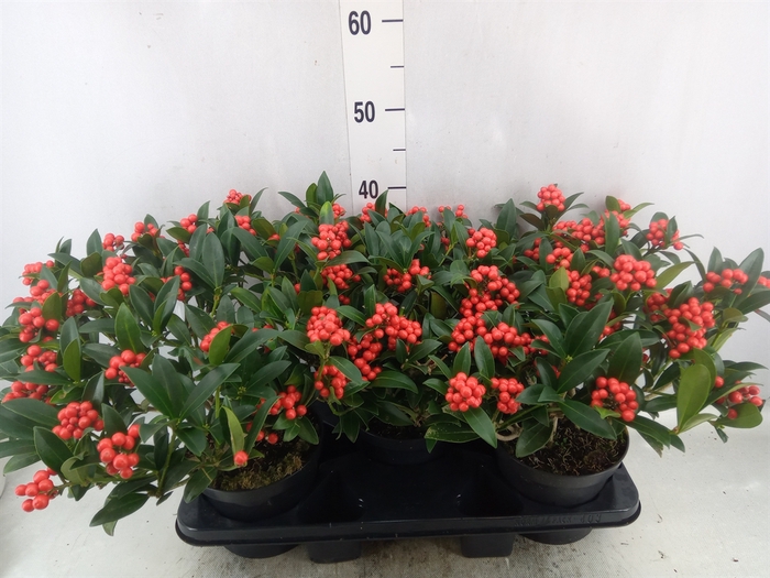 Skimmia jap. 'OBerries Red'