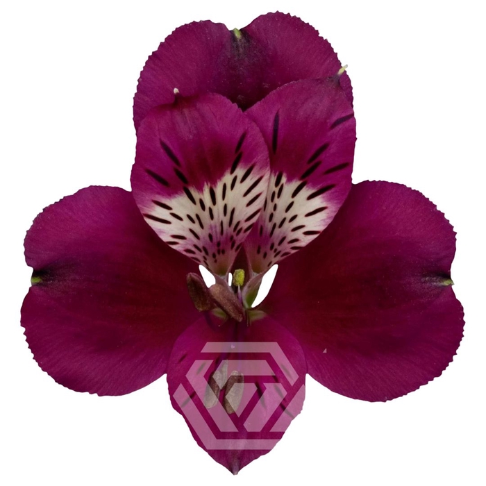 <h4>ALSTR POMPEII Tessa</h4>