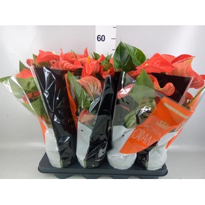 ANTHURIUM ANDR. 'FLORIDA' ROYAL ORA