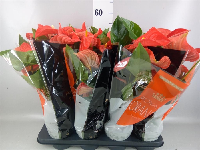 <h4>ANTHURIUM ANDR. 'FLORIDA' ROYAL ORA</h4>