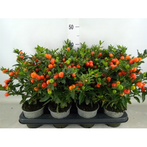 Solanum pseudocapsicum 'Bartoli'
