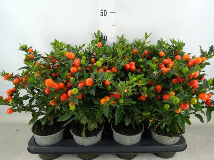 <h4>Solanum pseudocapsicum 'Bartoli'</h4>