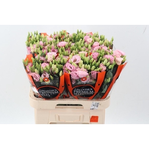 Eus G Lisanne L Pink