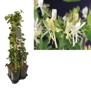 1 m. privacy mix Hedera + Lonicera 'Belgica Select' +label