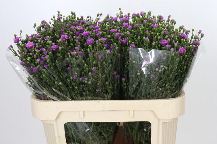 <h4>Aster Casarosa</h4>