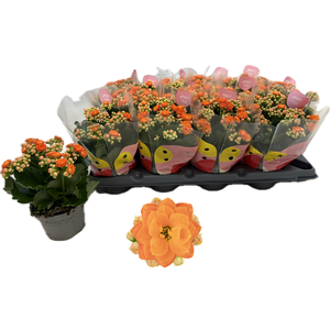 KAL GE R FLOW STINNA