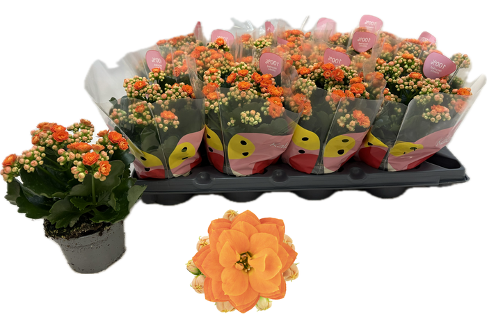 <h4>KAL GE R FLOW STINNA</h4>