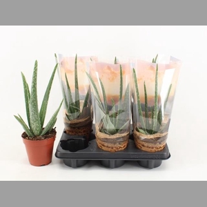 ALOE VERA