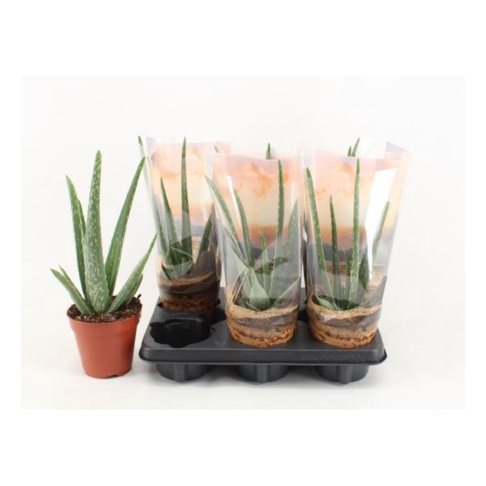 <h4>ALOE VERA</h4>