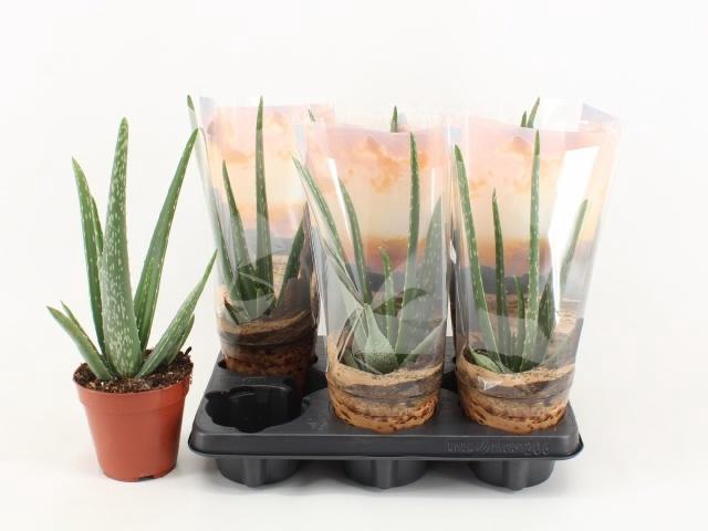 <h4>ALOE VERA</h4>