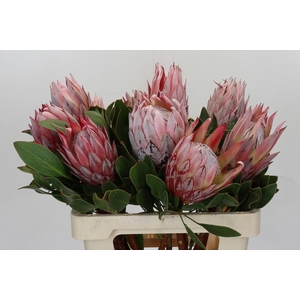 PROTEA CYNAROIDES