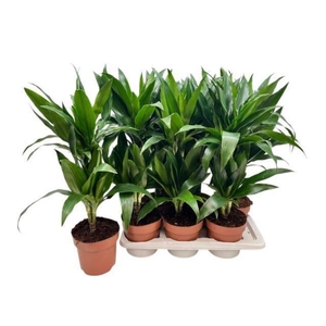 DRA FRAG JANET CRAIG