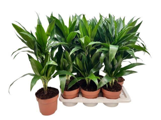 <h4>DRA FRAG JANET CRAIG</h4>