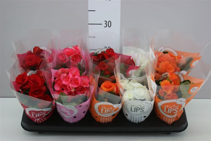 <h4>Begonia Du Gemengd</h4>