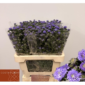 AST ASTEE MB PIN PEA