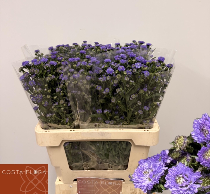 <h4>AST ASTEE MB PIN PEA</h4>