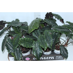 ALOCASIA CHANTRIERI P12