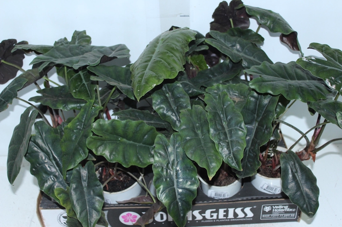 <h4>ALOCASIA CHANTRIERI P12</h4>
