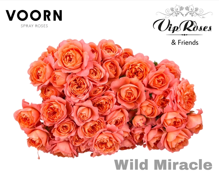 R TR WILD MIRACLE