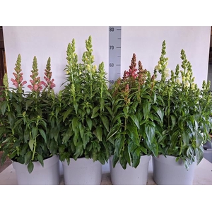 Antirrhinum majus   ...mix