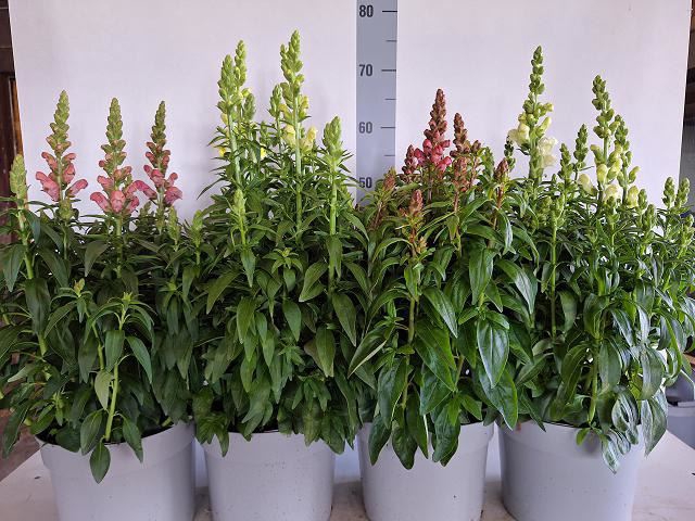<h4>Antirrhinum majus   ...mix</h4>