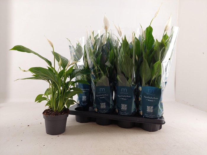 <h4>SPATH STRAUSS</h4>