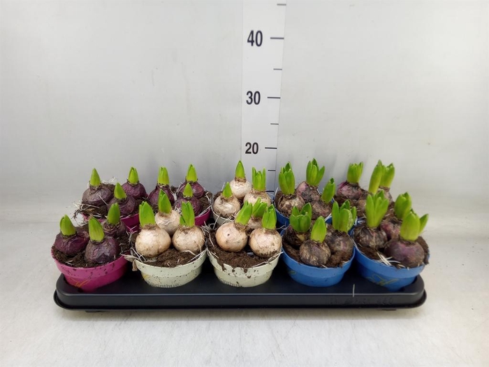 <h4>Hyacinthus orie. ...mix 3</h4>