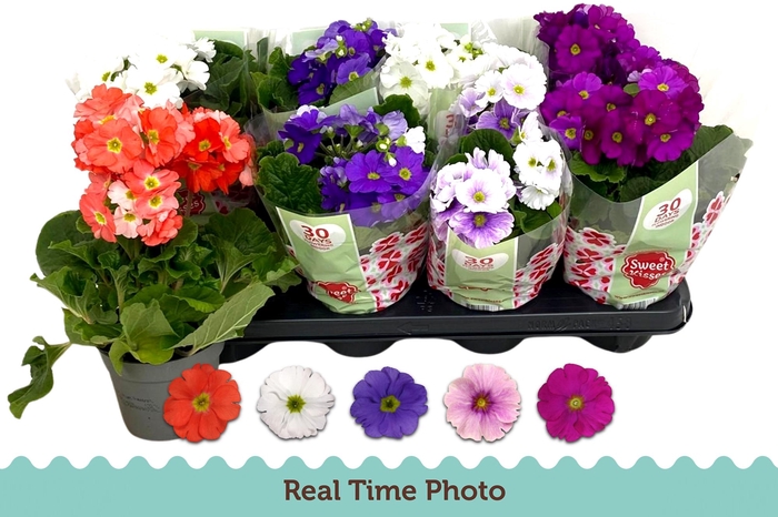 <h4>PRIM OB TM GEM</h4>