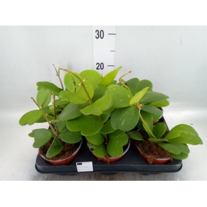 Hoya kerrii