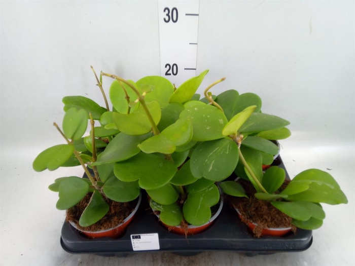 <h4>Hoya kerrii</h4>