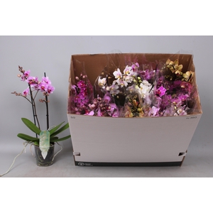 PHAL MF GEM 8 KL