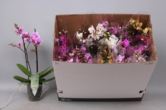 <h4>PHAL MF GEM 8 KL</h4>