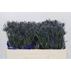 Eryngium Blue Dynamite