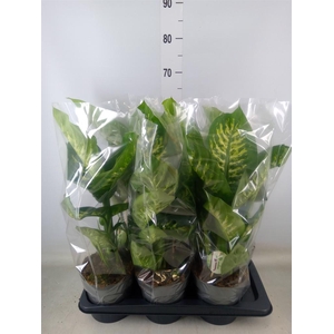 Dieffenbachia seg. 'Reeva'