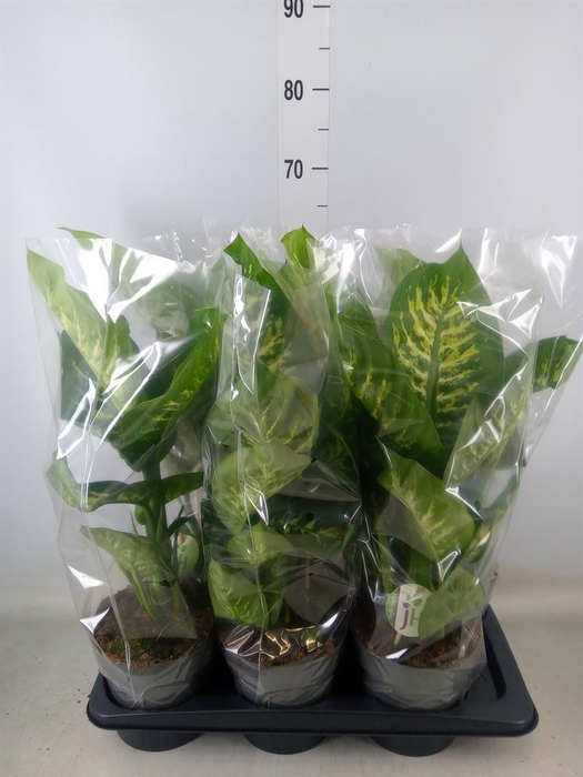 <h4>Dieffenbachia seg. 'Reeva'</h4>