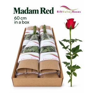 R GR MADAM RED