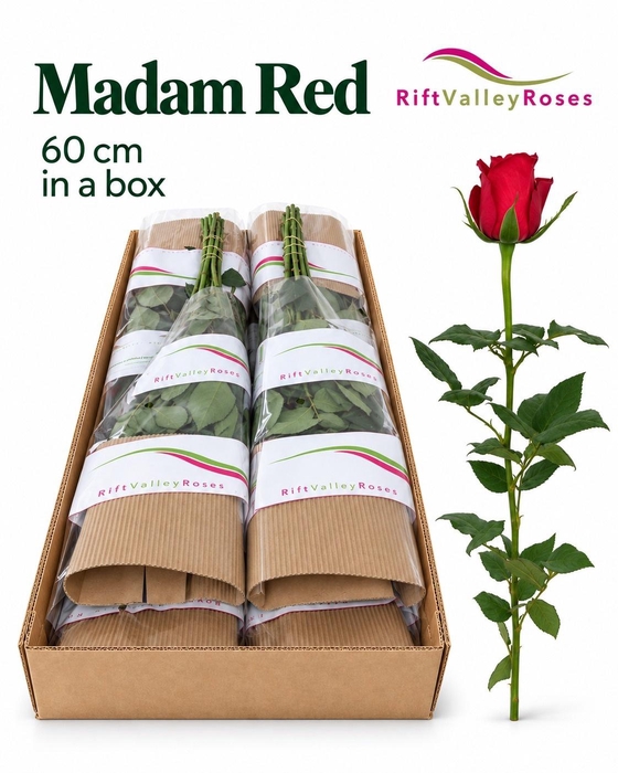 <h4>R GR MADAM RED</h4>