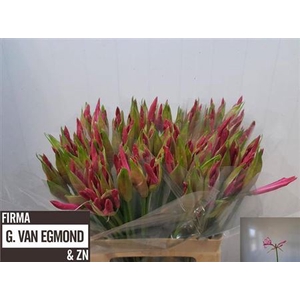 Ne Bo Ras Van Roon