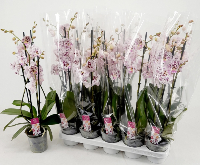 <h4>PHAL OV ROZE</h4>