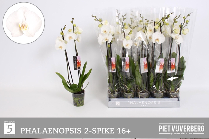 <h4>PHAL OV WIT</h4>